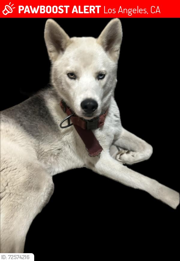 Lost Male Dog last seen 90th st and Budlong Ave , Los Angeles, CA 90044
