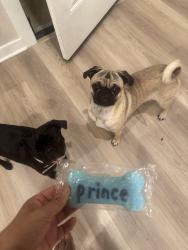 Lost Male Dog last seen Buckeye, San Antonio, TX 78201