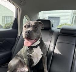 Lost Male Dog last seen welcome all road sw, Atlanta, GA 30349