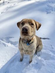 Lost Male Dog last seen Westmoreland Rd and Highway 19, Horry County, SC 29526