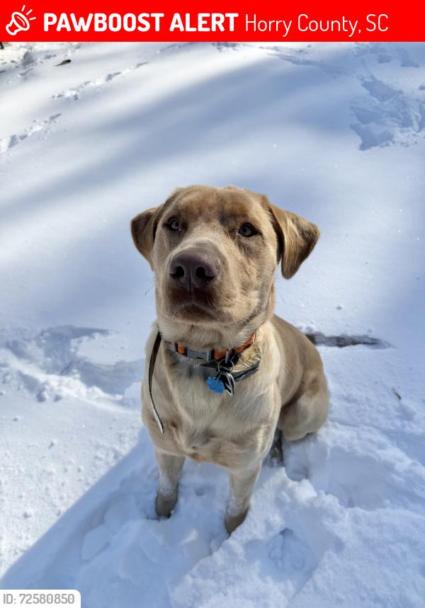 Lost Male Dog last seen Westmoreland Rd and Highway 19, Horry County, SC 29526