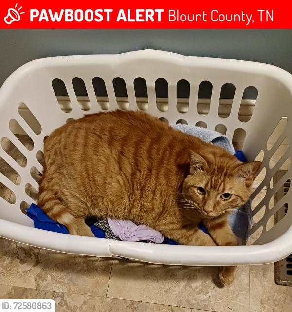 Lost Male Cat last seen Barb Hollow Rd/Payne Hollow Rd/Rocky Branch Rd, Blount County, TN 37886