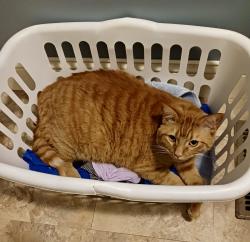 Lost Male Cat last seen Barb Hollow Rd/Payne Hollow Rd/Rocky Branch Rd, Blount County, TN 37886