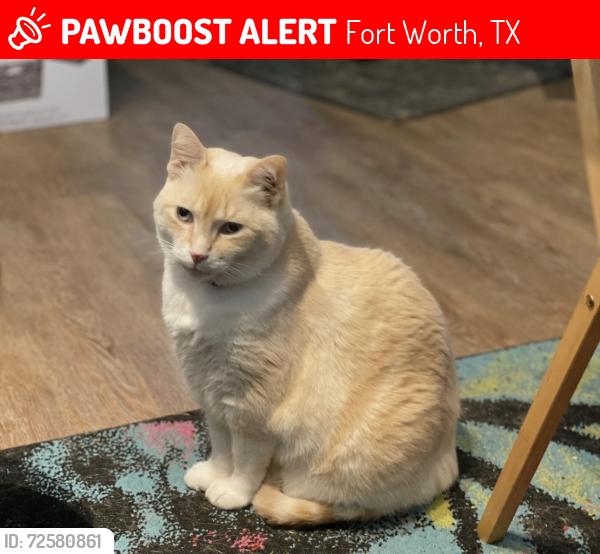 Lost Male Cat last seen Boat Club Rd and Cromwell Marine Creek, Fort Worth, TX 76179