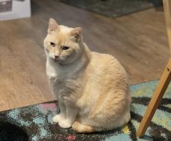 Lost Male Cat last seen Boat Club Rd and Cromwell Marine Creek, Fort Worth, TX 76179