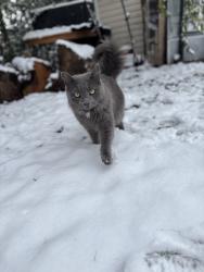 Lost Male Cat last seen Dumbarton Rd and Wilson Ave, Richmond, VA 23228