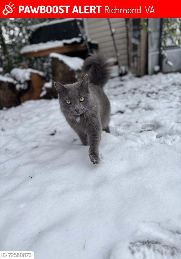 Lost Male Cat last seen Dumbarton Rd and Wilson Ave, Richmond, VA 23228