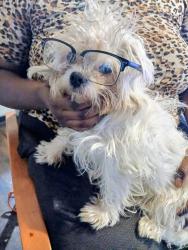 Lost Female Dog last seen Findlay st, Cincinnati, OH 45214