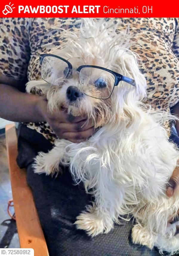 Lost Female Dog last seen Findlay st, Cincinnati, OH 45214