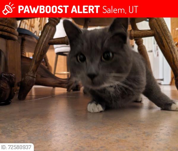 Lost Male Cat last seen Near S 810 E, Salem, UT 84653, Salem, UT 84653