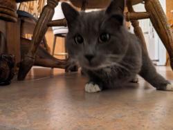 Lost Male Cat last seen Near S 810 E, Salem, UT 84653, Salem, UT 84653