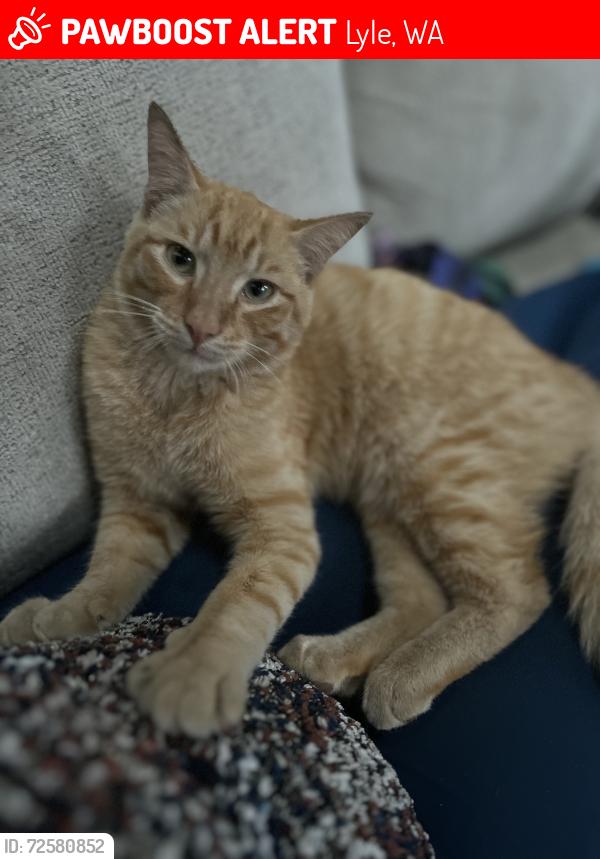 Lost Male Cat last seen Near Lyle Snowden Rd, Lyle, WA 98635
