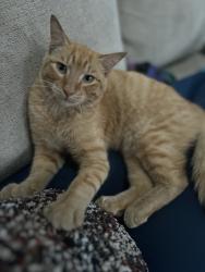 Lost Male Cat last seen Near Lyle Snowden Rd, Lyle, WA 98635