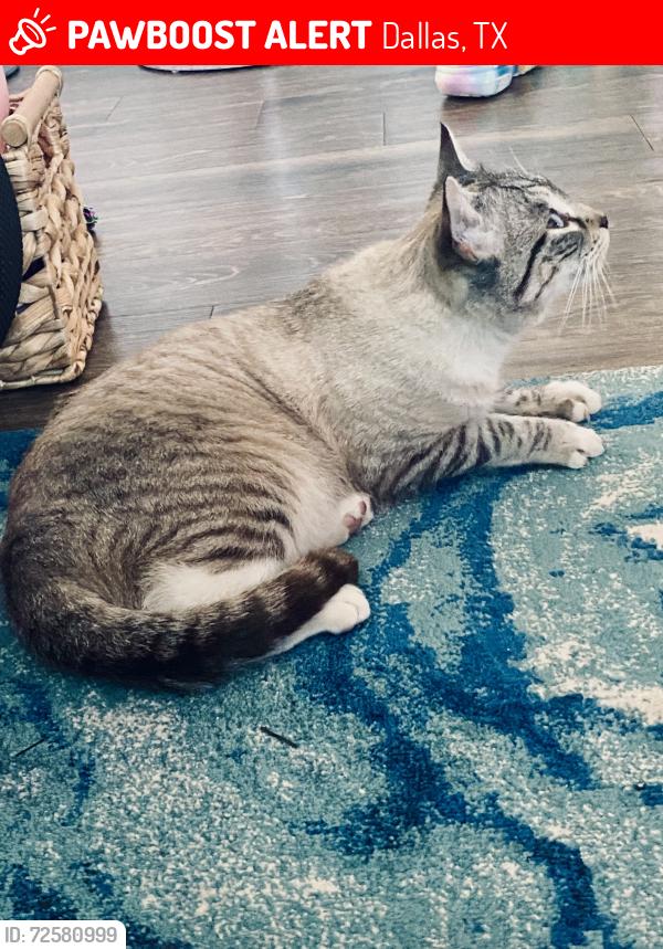 Lost Female Cat last seen Ross Ave/Routh St. Arts District , Dallas, TX 75201