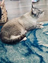 Lost Female Cat last seen Ross Ave/Routh St. Arts District , Dallas, TX 75201