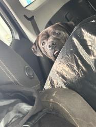 Lost Male Dog last seen Westhimer parkway and barker cypress , Houston, TX 77094