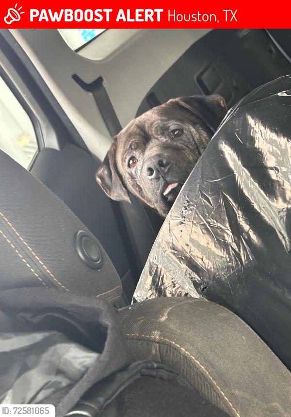 Lost Male Dog last seen Westhimer parkway and barker cypress , Houston, TX 77094