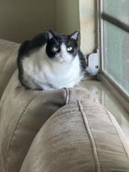 Lost Male Cat last seen Truist Bank, Marathon, FL 33050