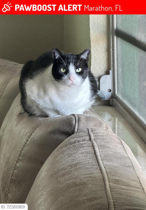 Lost Male Cat last seen Truist Bank, Marathon, FL 33050