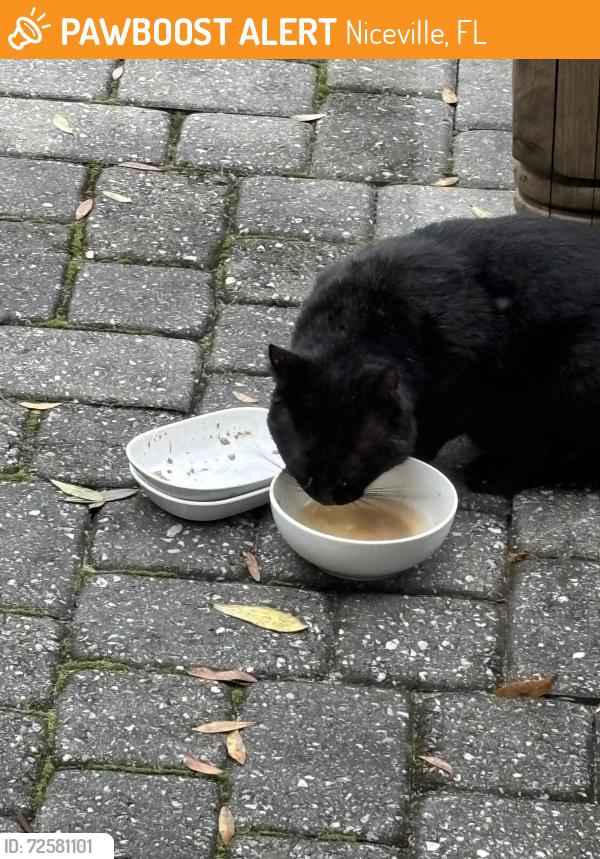 Found/Stray Unknown Cat last seen Near block of Ruckel Dr, up from Wava, Niceville, FL 32578