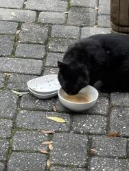 Found/Stray Unknown Cat last seen Near block of Ruckel Dr, up from Wava, Niceville, FL 32578