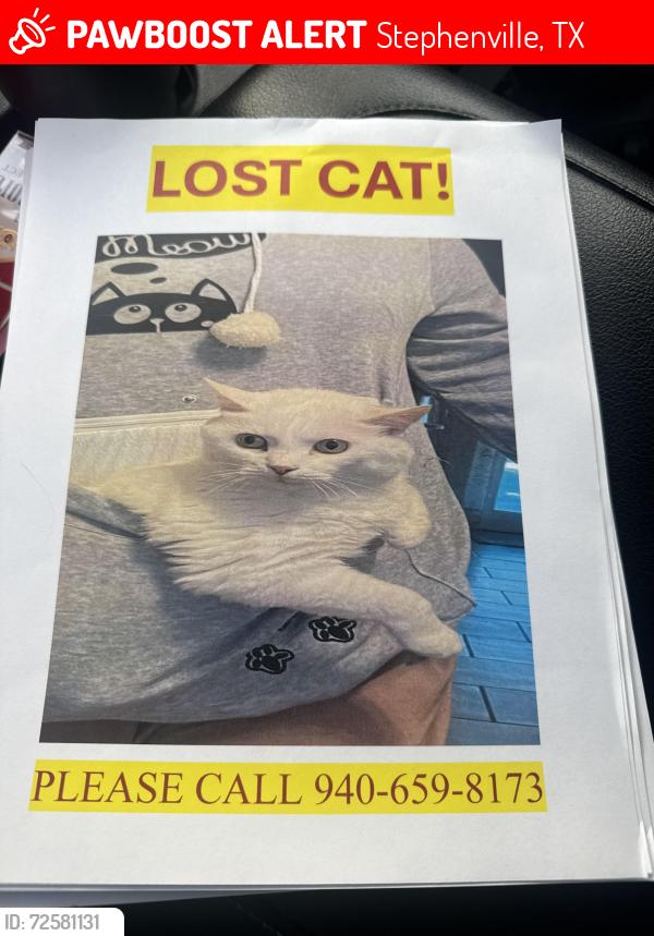 Lost Female Cat last seen Ben hogan , Stephenville, TX 76401
