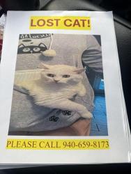 Lost Female Cat last seen Ben hogan , Stephenville, TX 76401