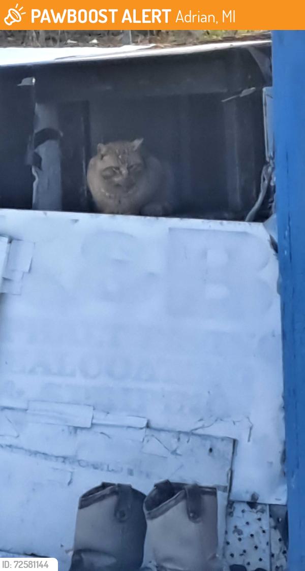 Found/Stray Unknown Cat last seen Subdivision across from gleaners life insurance in Adrian,  Mi, Adrian, MI 49221