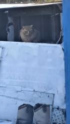 Found/Stray Unknown Cat last seen Subdivision across from gleaners life insurance in Adrian,  Mi, Adrian, MI 49221