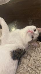 Lost Male Cat last seen Shaker Run near Liberty Way and Tylersville Rd, Wetherington, OH 45069