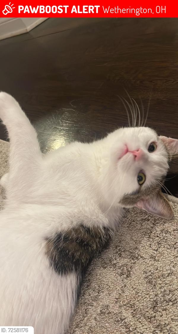 Lost Male Cat last seen Shaker Run near Liberty Way and Tylersville Rd, Wetherington, OH 45069