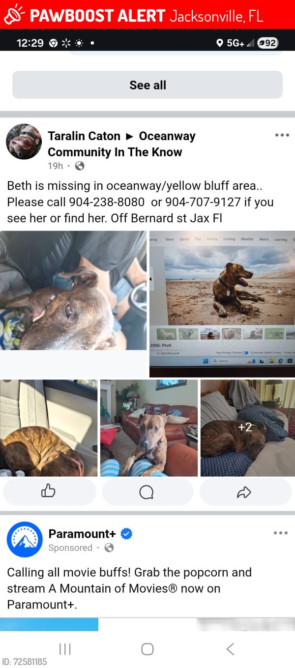 Lost Female Dog last seen Bernard and Main St , Jacksonville, FL 32218