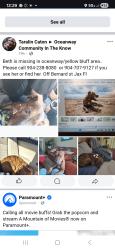 Lost Female Dog last seen Bernard and Main St , Jacksonville, FL 32218