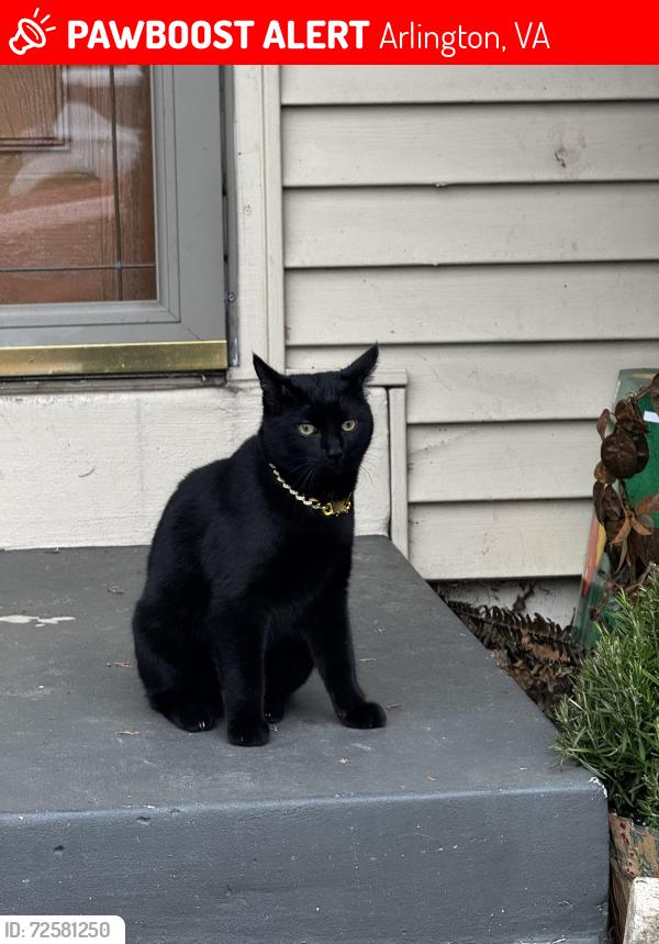Lost Male Cat last seen Butler Holmes Park, Arlington, VA 22204