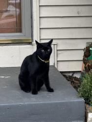 Lost Male Cat last seen Butler Holmes Park, Arlington, VA 22204
