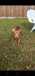 Found/Stray Female Dog last seen Shrub Oak Dr and Trace Ct, Atascocita, TX 77396