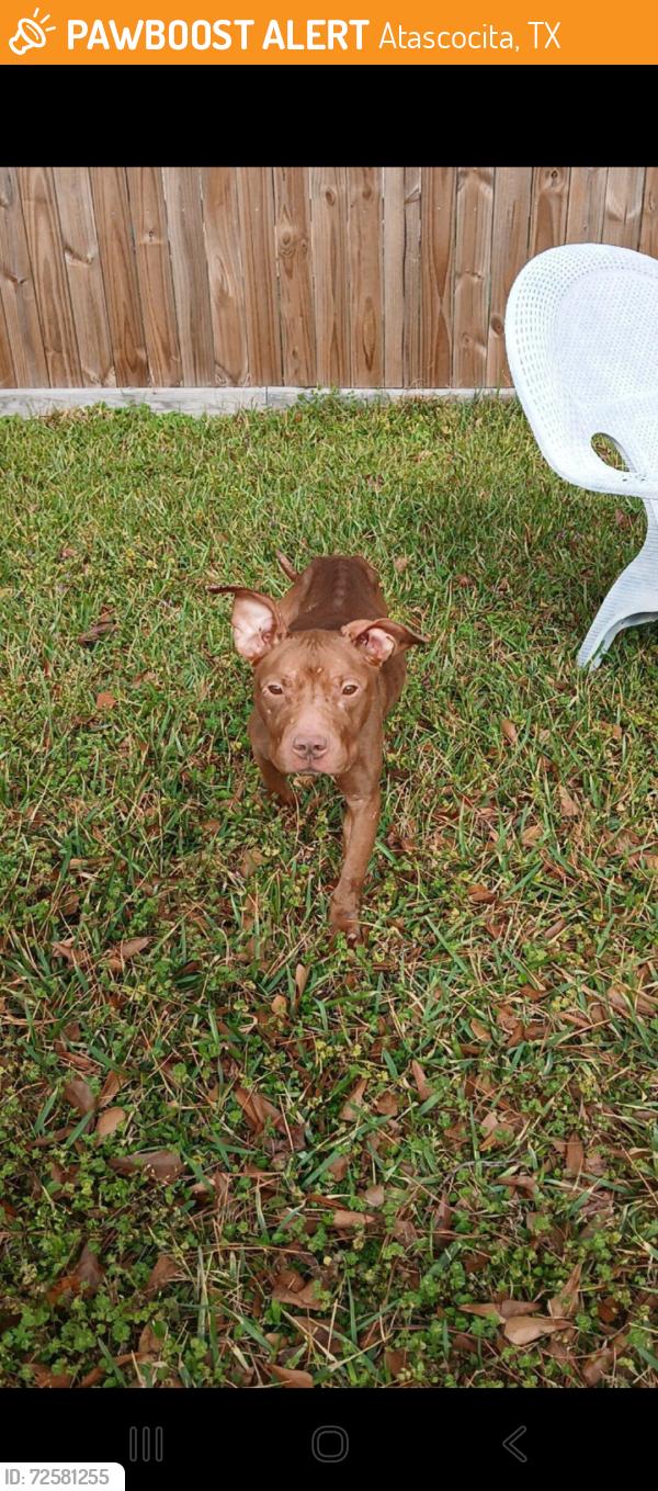 Found/Stray Female Dog last seen Shrub Oak Dr and Trace Ct, Atascocita, TX 77396
