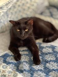 Lost Male Cat last seen Hunt Street and Bloxam Avenue, Clermont, FL 34711
