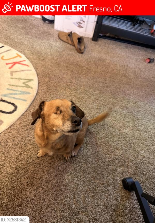 Lost Male Dog last seen Near e via Roma dr , Fresno, CA 93730