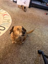 Lost Male Dog last seen Near e via Roma dr , Fresno, CA 93730