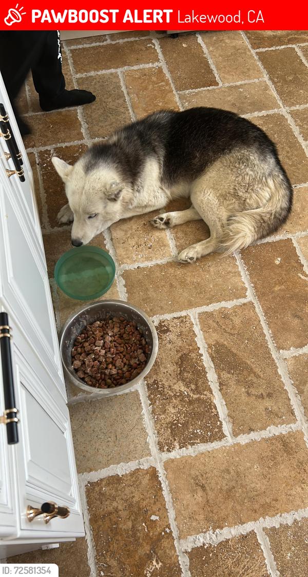 Lost Female Dog last seen Cherry/market, Lakewood, CA 90712
