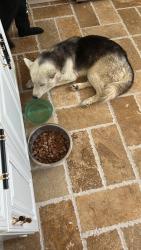Lost Female Dog last seen Cherry/market, Lakewood, CA 90712