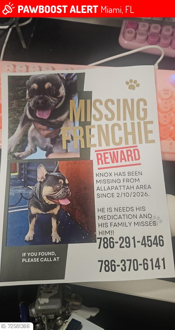 Lost Male Dog last seen Near 10 ave nw 41 st Miami , Miami, FL 33131