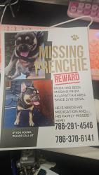 Lost Male Dog last seen Near 10 ave nw 41 st Miami , Miami, FL 33131