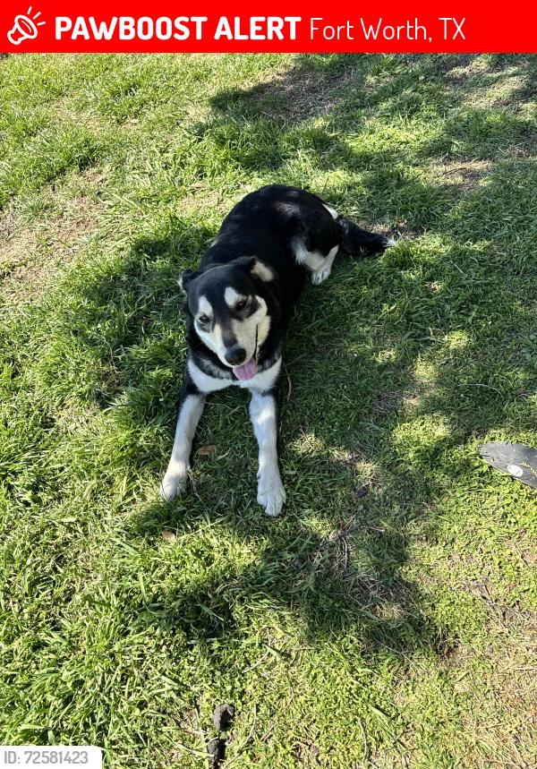 Lost Female Dog last seen Rosemont park, Fort Worth, TX 76110