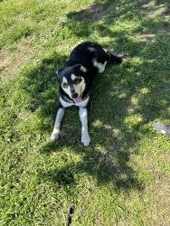 Lost Female Dog last seen Rosemont park, Fort Worth, TX 76110