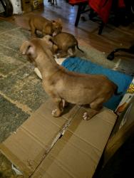 Lost Male Dog last seen Riverdale,GA , Riverdale, GA 30274