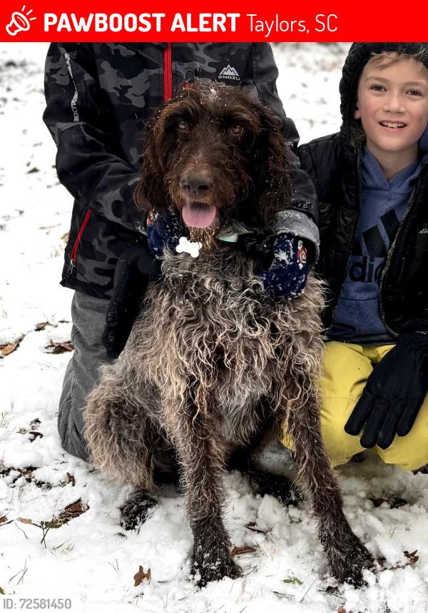 Lost Female Dog last seen East Lee, Taylors, SC 29687
