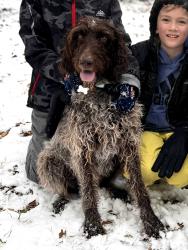 Lost Female Dog last seen East Lee, Taylors, SC 29687