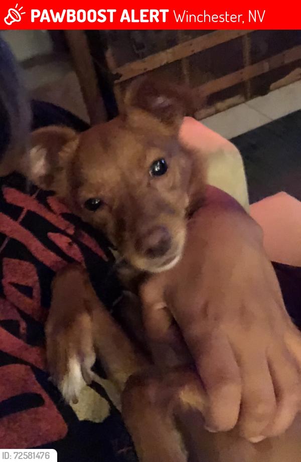 Lost Male Dog last seen Sahara and eastern Ave , Winchester, NV 89104